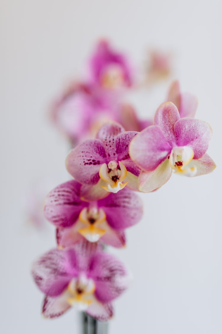 Blooming Purple Orchids