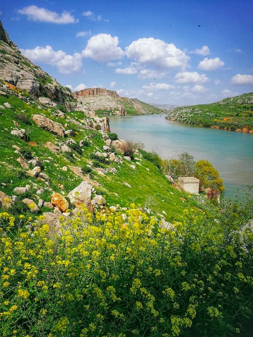 Yellow Flowers on the Mountain Near Body of Water