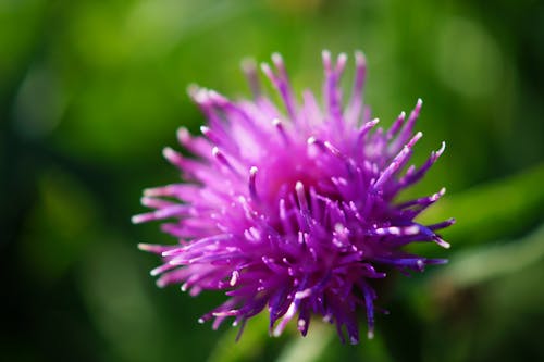 Purple Flower in Macro Lens Photography