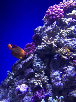 A colorful underwater scene showcasing vibrant corals and a fish in a marine aquarium.