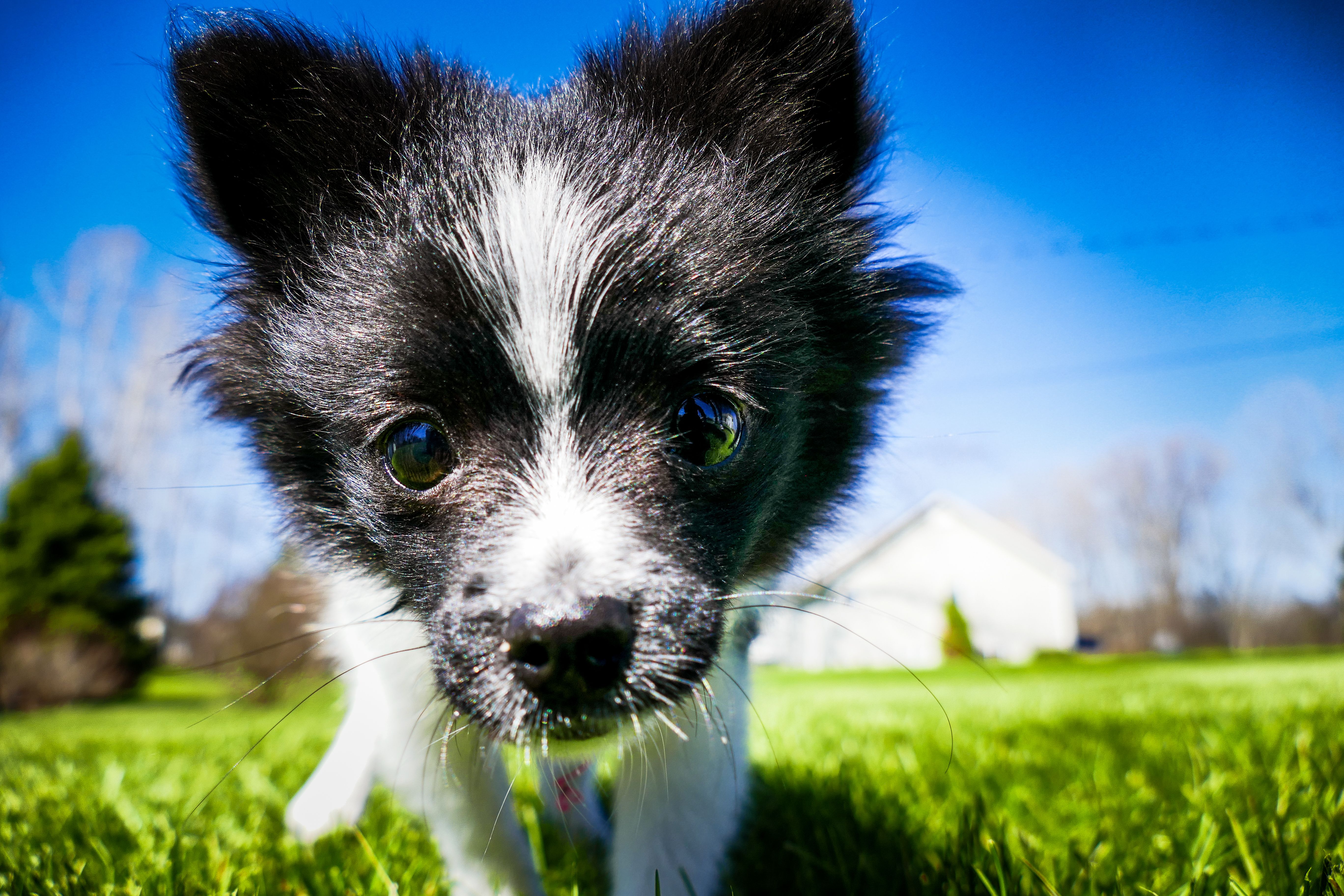 Cheap Dogs For Sale In Quebec: Responsible Buying Guide for Canadian Families