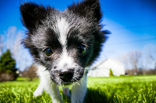 Kısa Tüylü Beyaz Ve Siyah Köpek Yavrusu Yakın çekim Fotoğrafı
