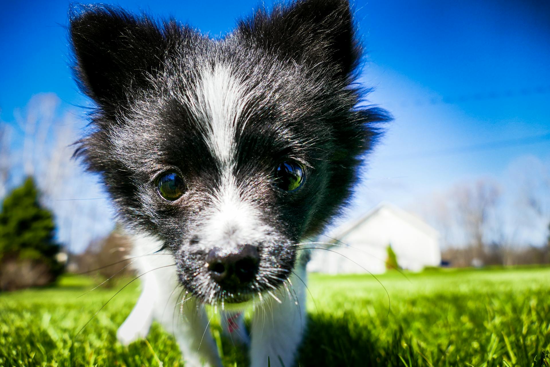 Closeup Photo of Short-coatedwhite and Black Puppy