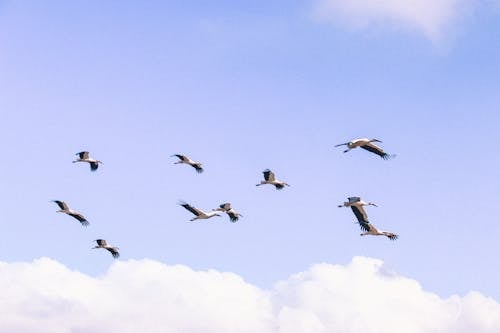 Flock of Birds Flying Under the Sky