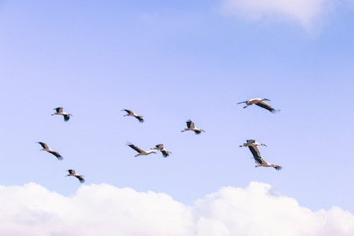 Бесплатное стоковое фото с белые аисты, болотные птицы, группа