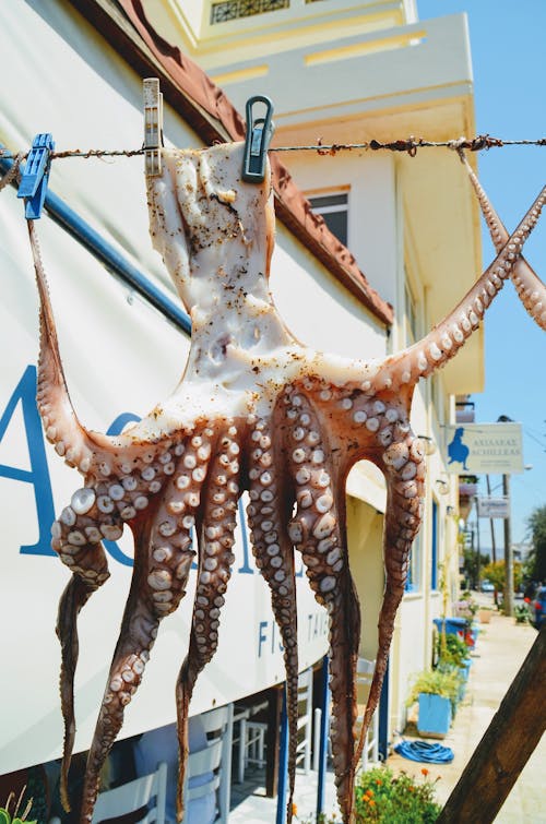 Free Squid hanging on a line to dry on warm island restaurant. Stock Photo