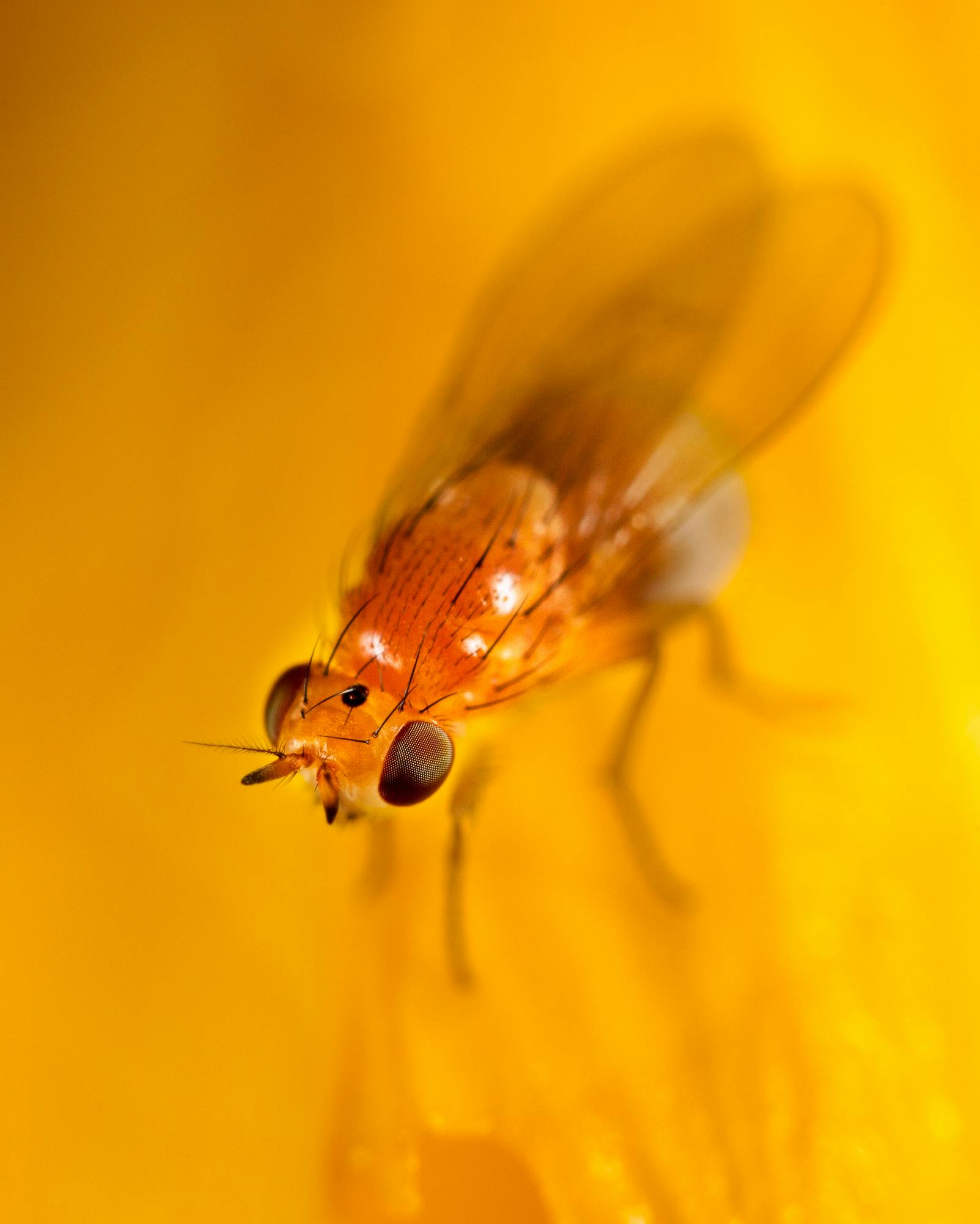 Free stock photo of insect, macro, yellow bug
