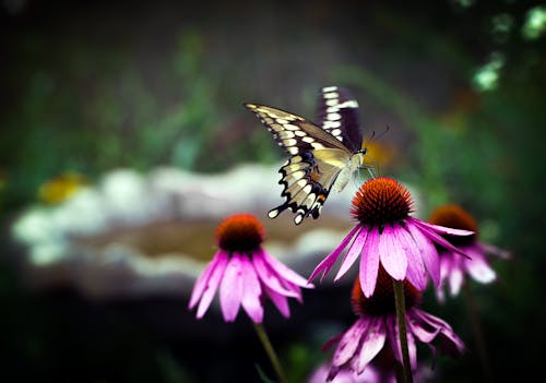 花, 蝴蝶, 黃色 的 免费素材图片