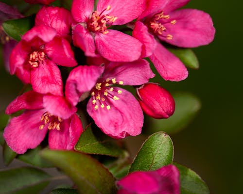 Kostenloses Stock Foto zu apfelblüte, blumen