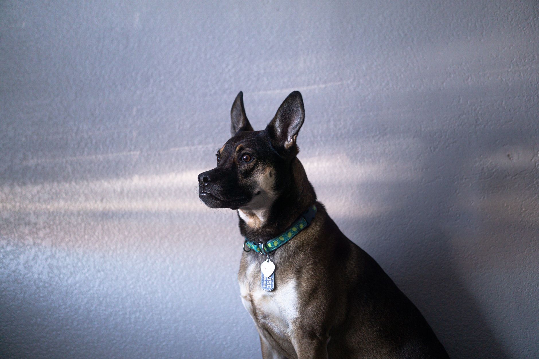 worn leather dog collar with metal tags resting on wooden surface
