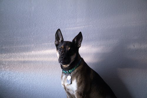 Free Short Coated Dog Near White Concrete Wall Stock Photo
