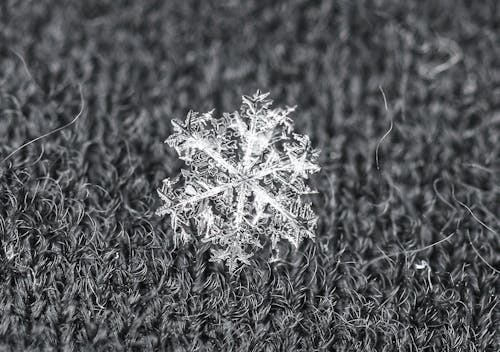 Kostenloses Stock Foto zu makro, schnee, schneeflocke