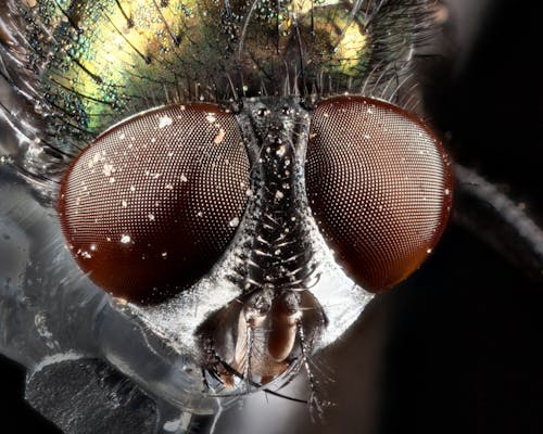 Kostenloses Stock Foto zu augen, makro, staub