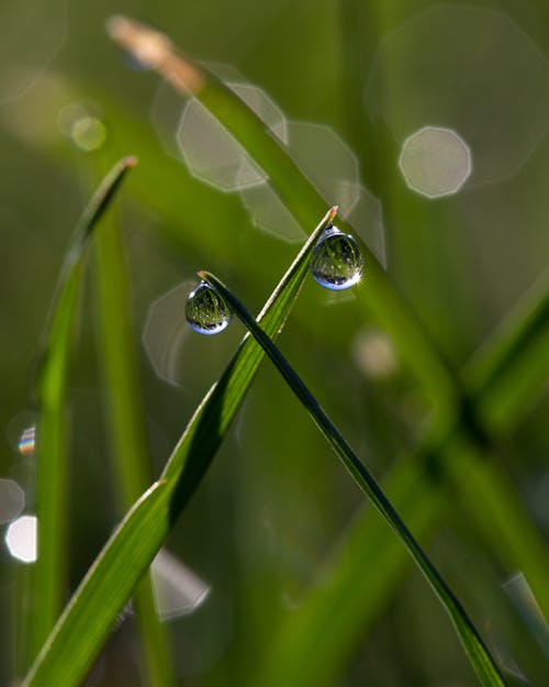 Kostenloses Stock Foto zu gras, makro, tau