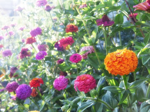 橙子, 紫色, 花 的 免费素材图片
