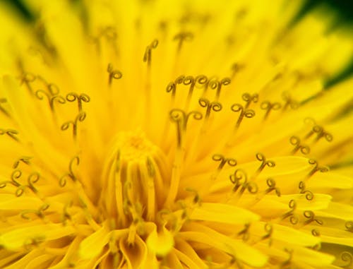 Kostenloses Stock Foto zu blume, gelb, löwenzahn