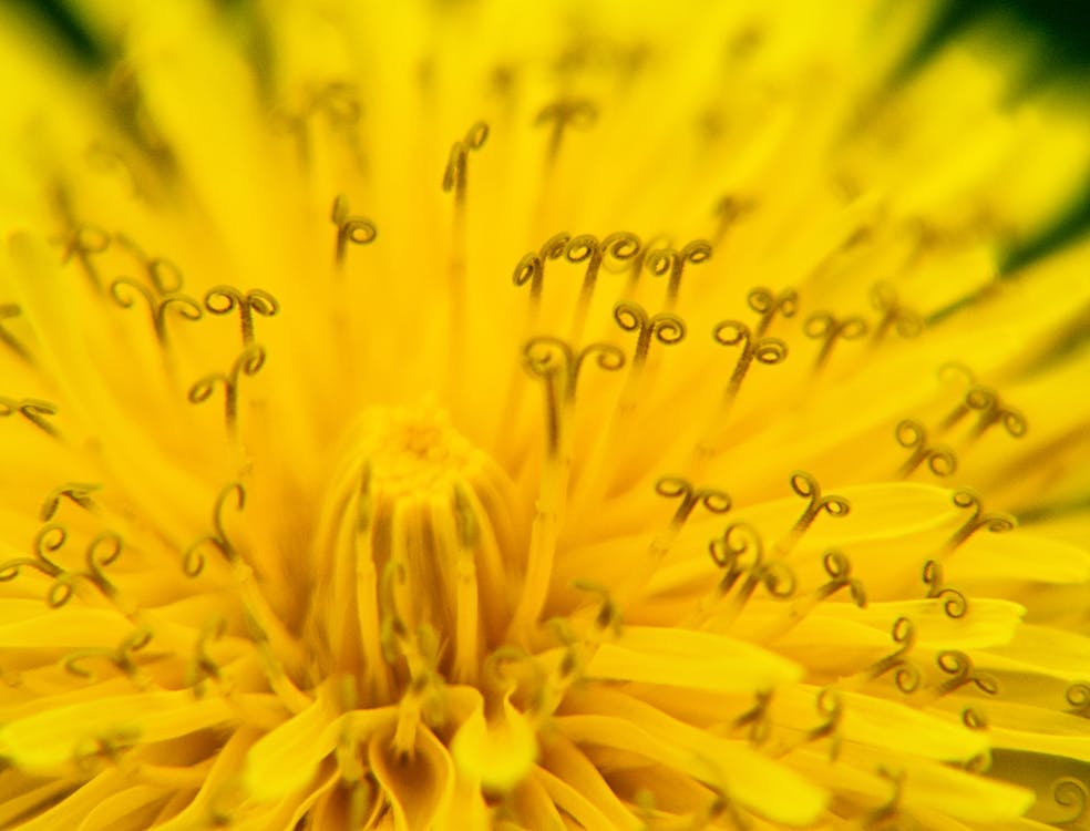 Gratis stockfoto met bloem, geel, macro