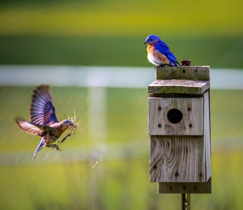 Brauner Vogel Fliegt In Richtung Vogelhaus