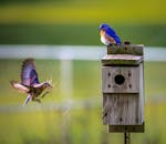 一对东方蓝鸟在户外木制鸟舍旁互动