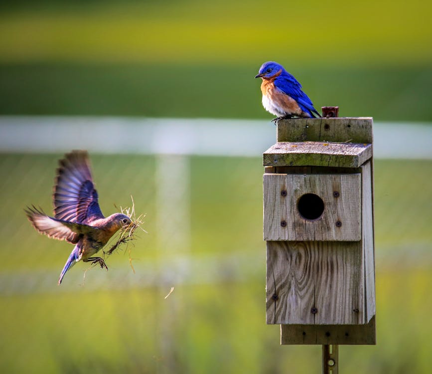 Brown Bird Flying Towards Birdhouse · Free Stock Photo