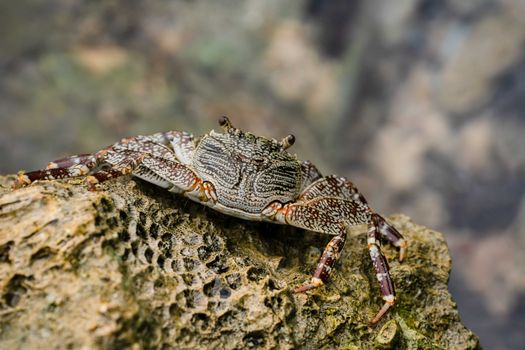 Detailed close-up photo of a textured crab on a rocky surface highlighting its patterns.