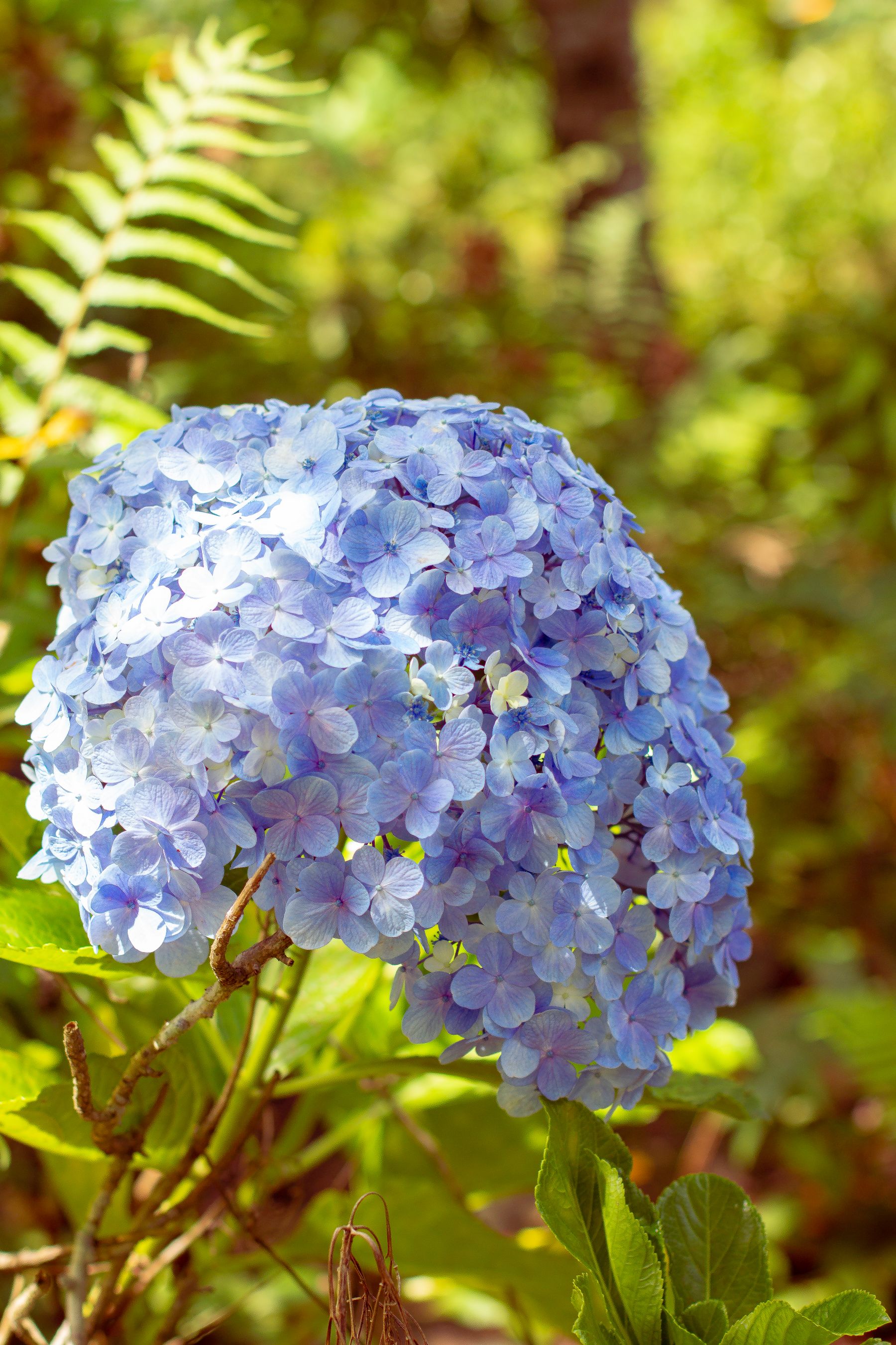 How to Prune Smooth Hydrangeas — hydrangea pruning and care