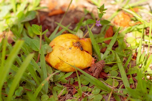 
A Bee on a Rotting Pear