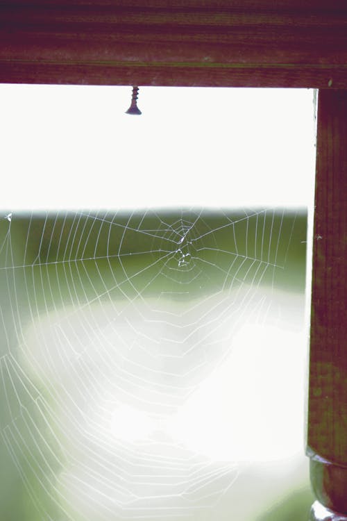 Fotobanka s bezplatnými fotkami na tému pavúk hodvábu