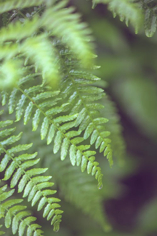 Gratis lagerfoto af bregne, flora, grønne blade