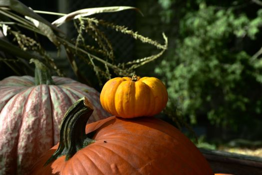 A vibrant close-up of orange pumpkins in a sunlit autumn garden.