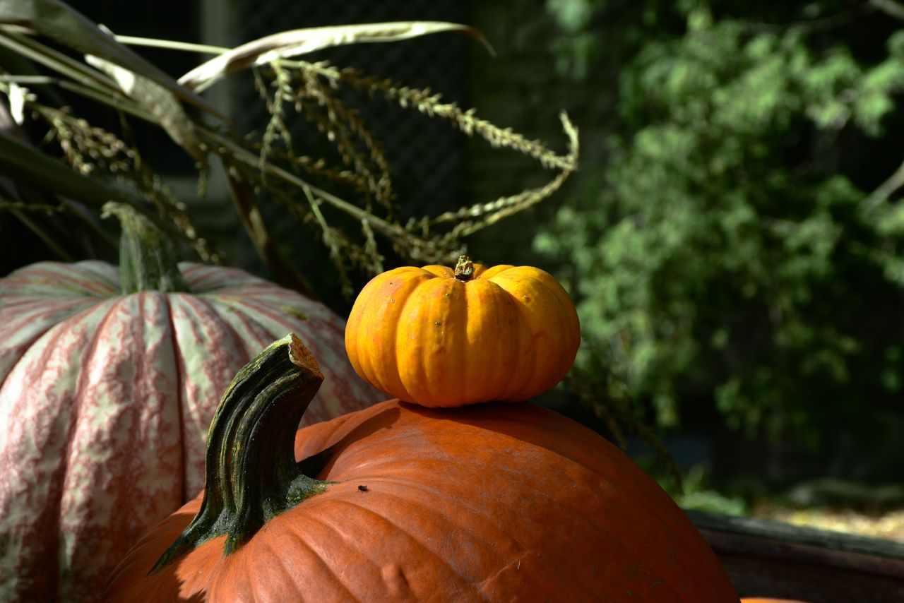 a vibrant close up of orange pumpkins in a sunlit autumn garden