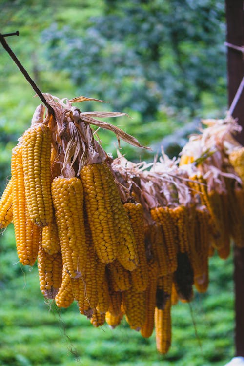 Foto d'estoc gratuïta de agricultura, assecat, corda