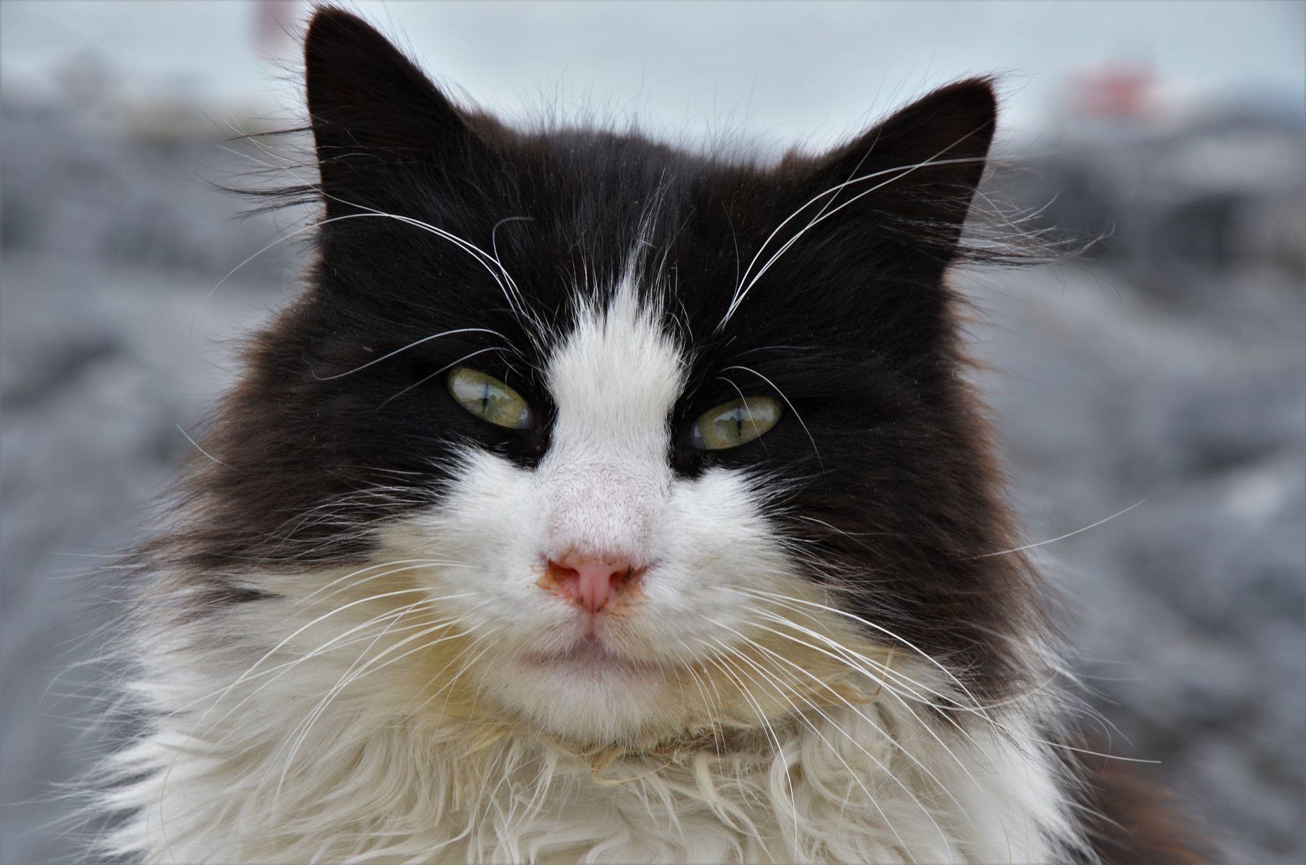 Veterinary care for a cat
