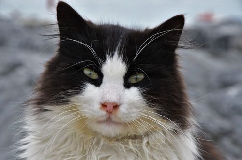 Free Expressive close-up of a fluffy black and white cat in Istanbul, Turkey. Stock Photo