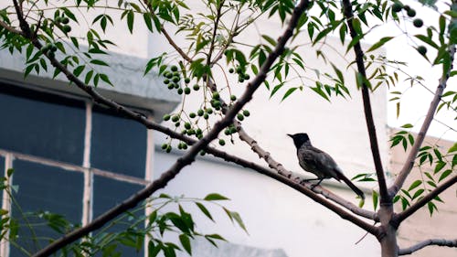 戶外挑戰, 樹, 野生動物 的 免費圖庫相片