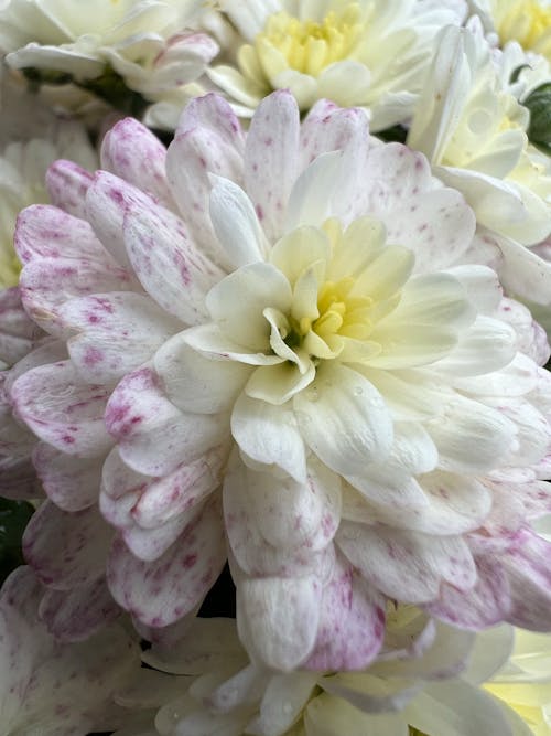 
A Close-Up Shot of a Chrysanthemum Flower