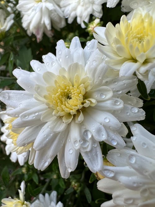 Photos gratuites de après la pluie, botanique, chrysanthème