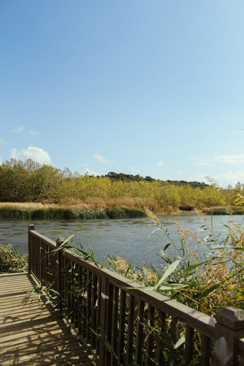 Free Scenic view of a riverside boardwalk surrounded by lush greenery under clear summer sky. Stock Photo