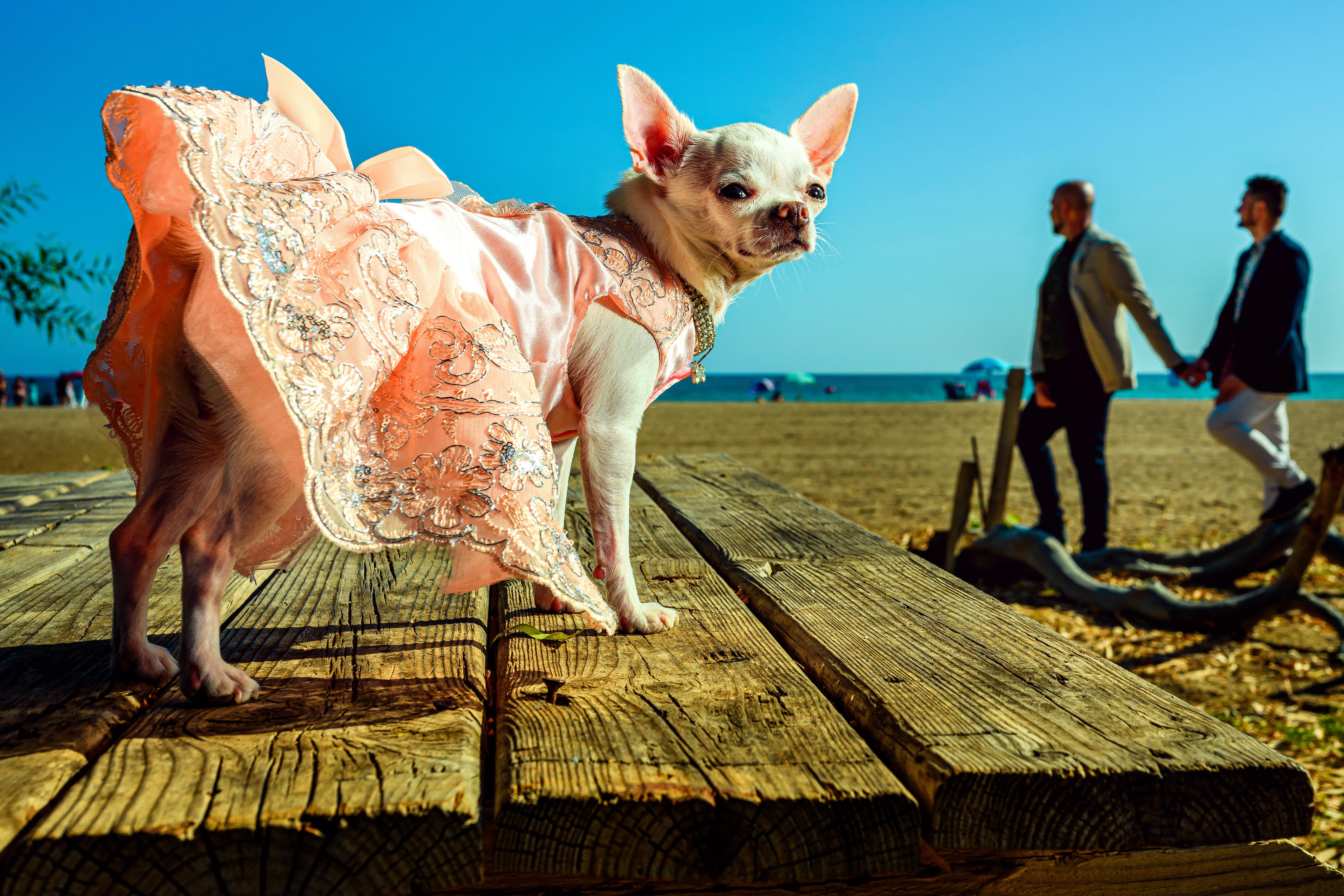 chihuahua in pink dress on brown wooden bench