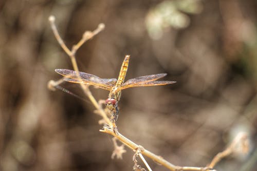 Fotobanka s bezplatnými fotkami na tému divočina, hnedá, kmeň