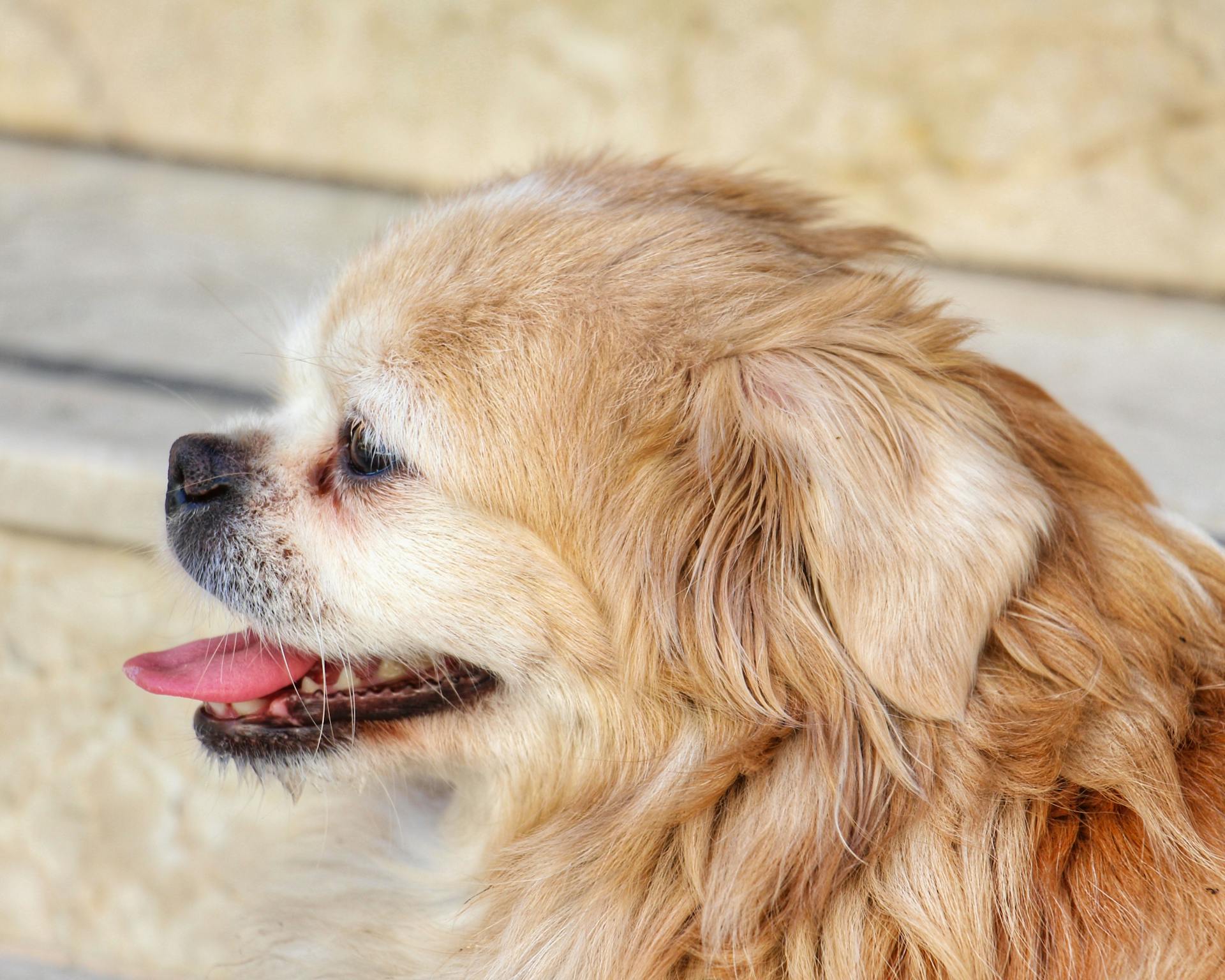 Close Up Photo of a Dog