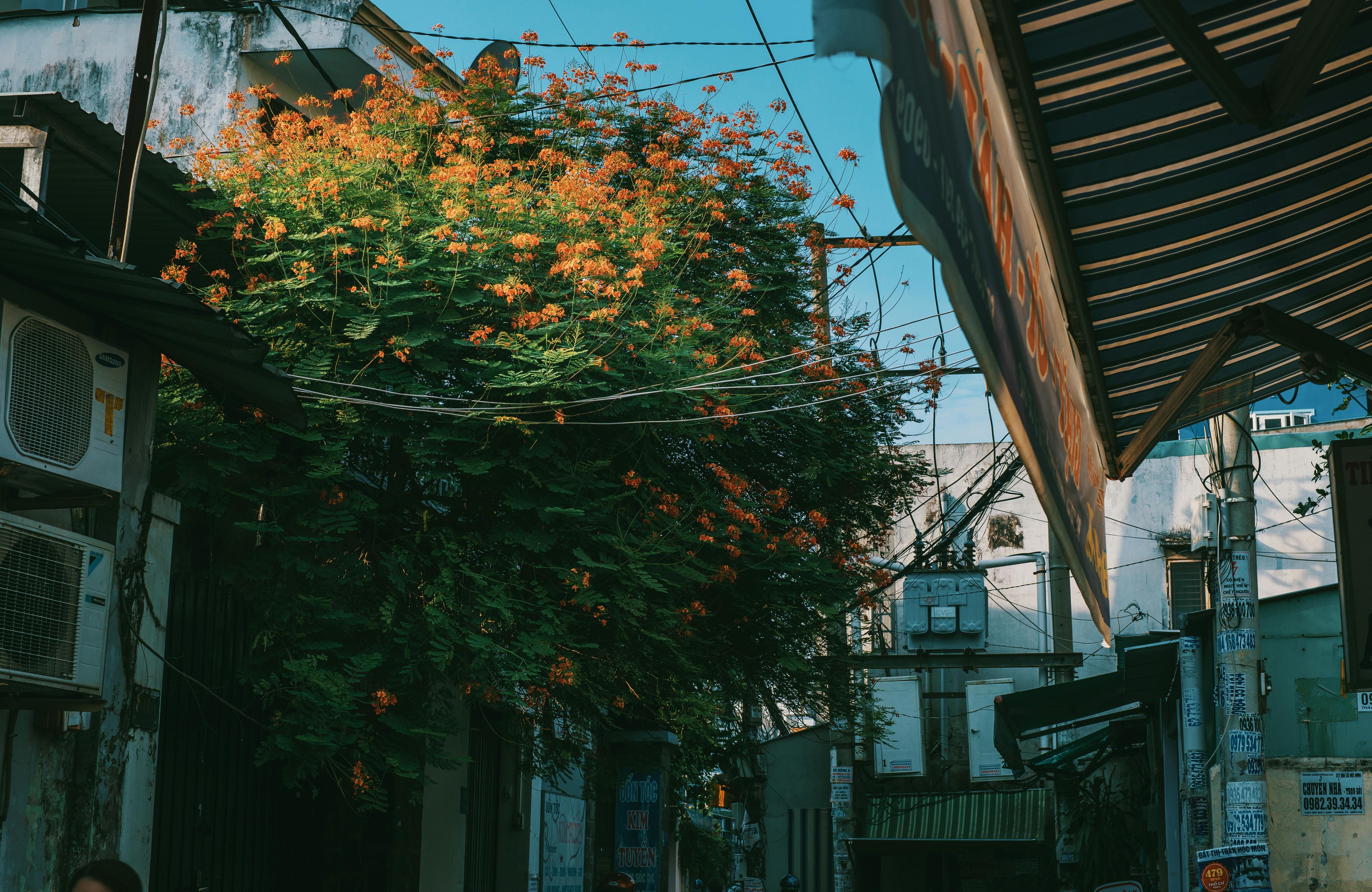 晴朗的日子里，一棵开满鲜花的树为城市小巷增添了生机，展现了自然在城市生活中的美