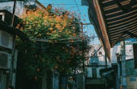 晴朗的日子里，一棵开满鲜花的树为城市小巷增添了生机，展现了自然在城市生活中的美