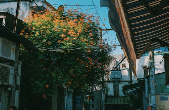 晴朗的日子里，一棵开满鲜花的树为城市小巷增添了生机，展现了自然在城市生活中的美