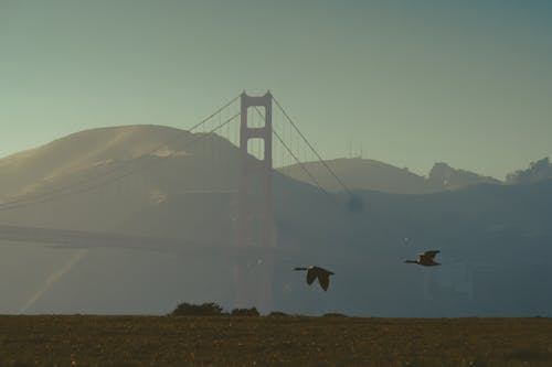 Birds Flying Above Green Grass Near Golden Bridge