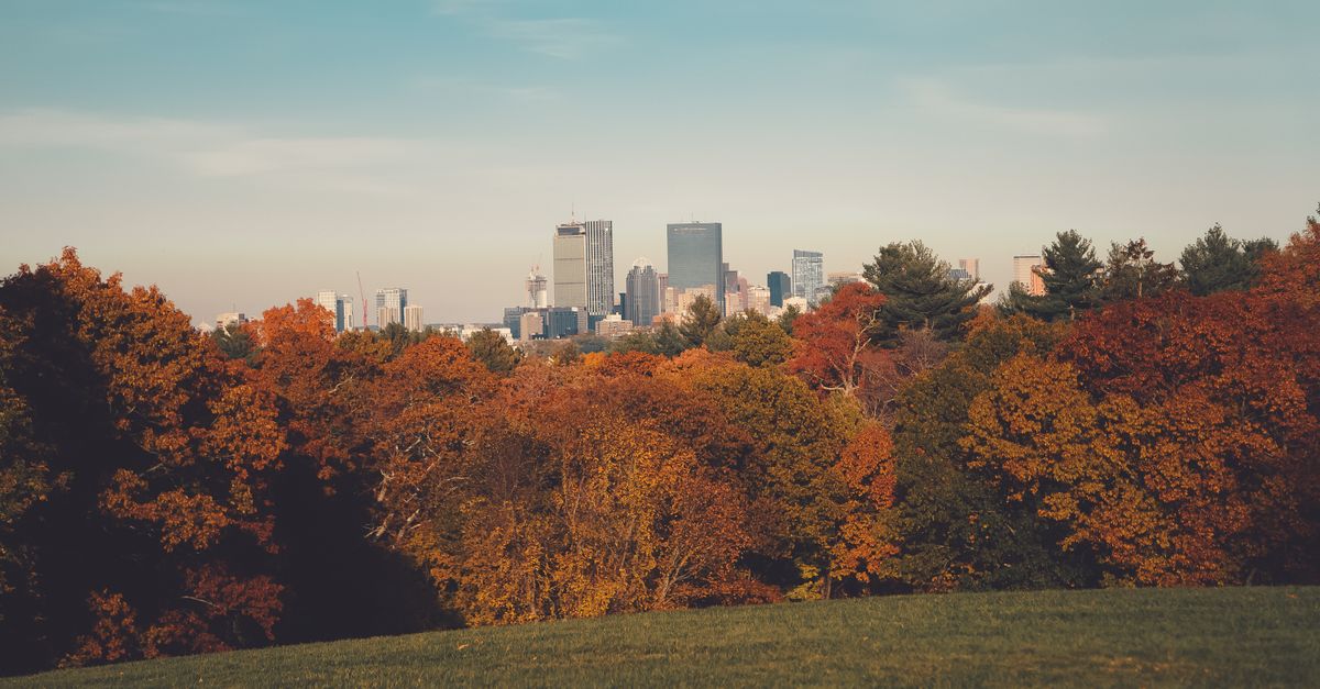 Stunning view of Boston skyline framed by vibrant autumn foliage, showcasing urban calm.