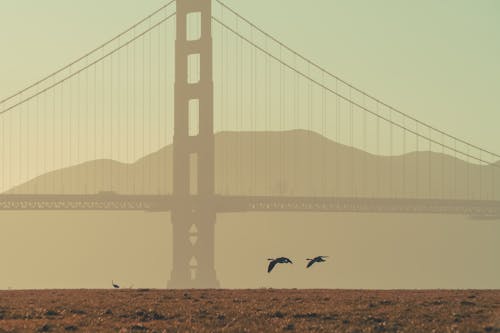 Silhouette Flying Near the Golden Gate Bridge 