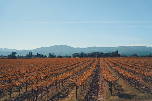 Vineyard in Napa Valley 