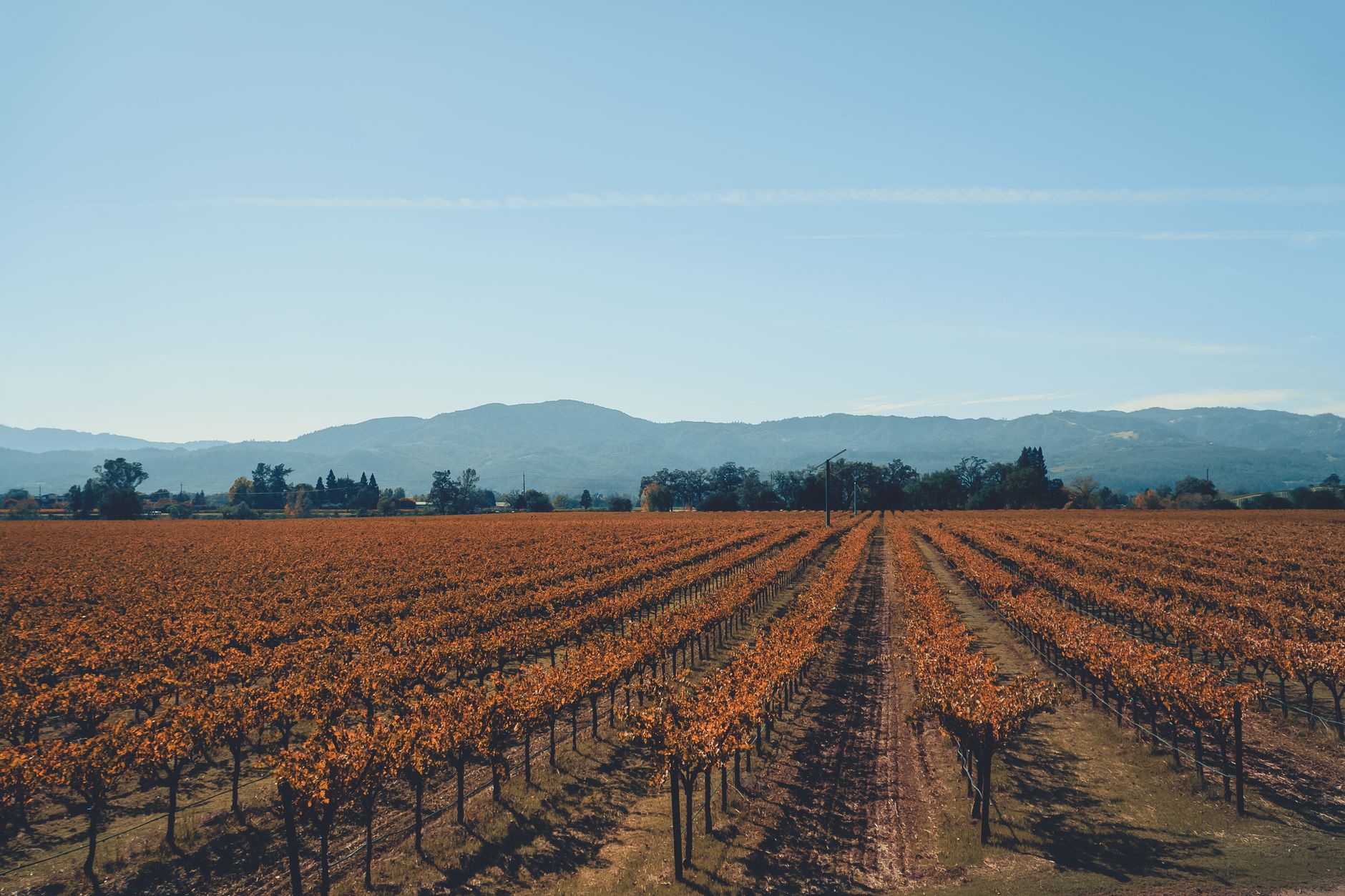 Explore the stunning autumn vineyards in Napa Valley with vibrant fall colors under a clear blue sky.
