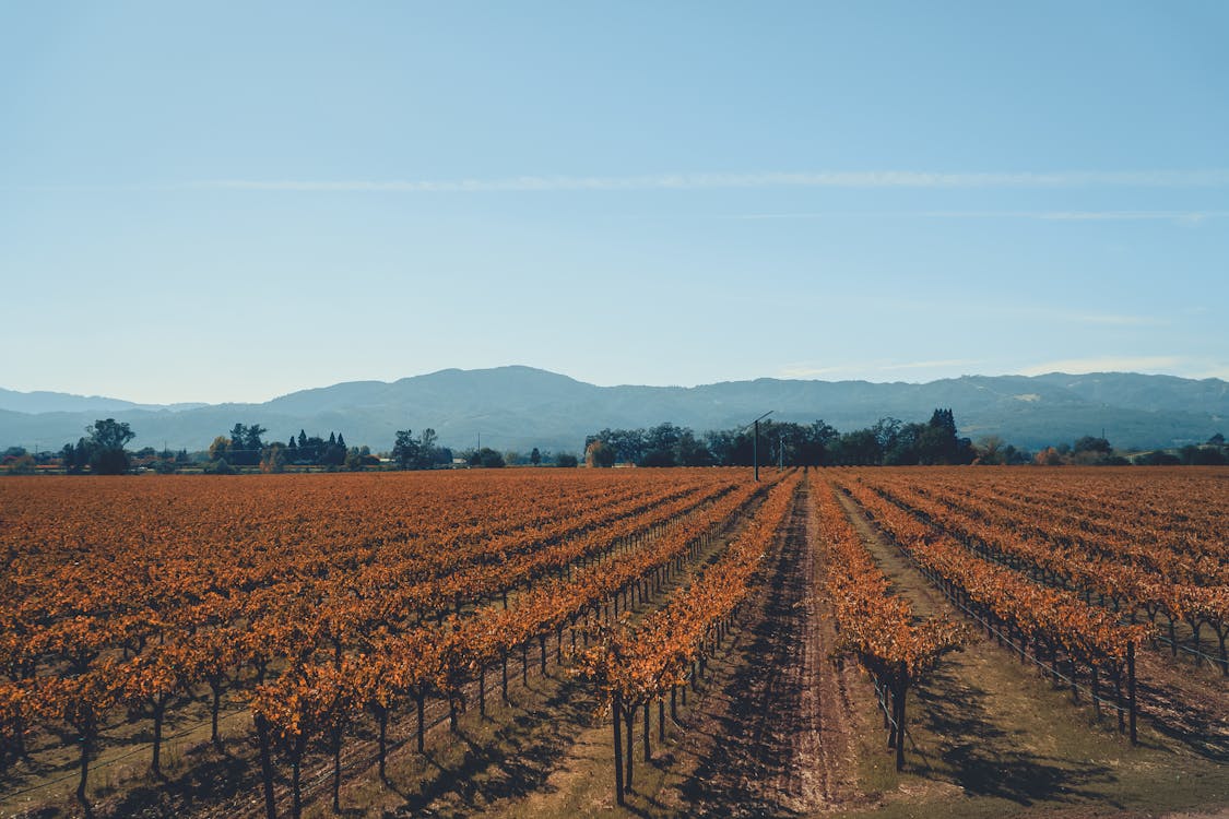 Free Vineyard in Napa Valley  Stock Photo
